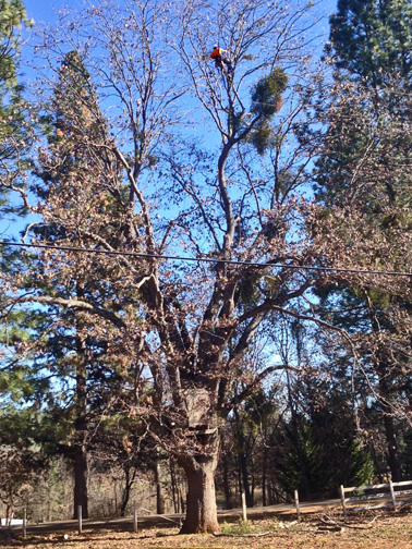 large oak tree pruning